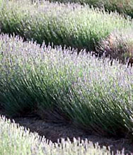Lavendel