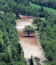 Baum